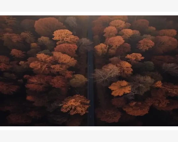 中医常用补血药材介绍